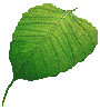 Bodhi Leaf